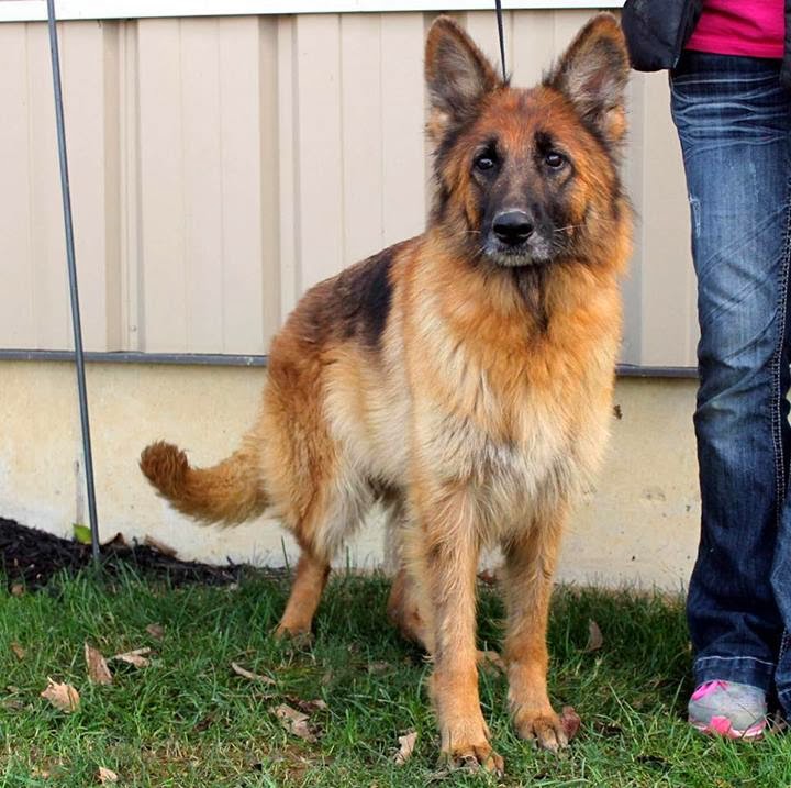 Home To Stay Dog Rescue Phone Number Home To Stay Dog Rescue Phone Number