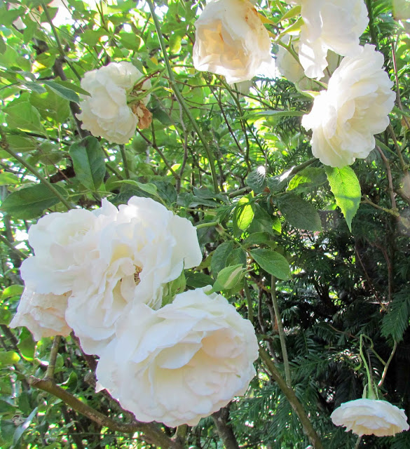 Flowers For Flower Lovers Butterfly Bush Flowers