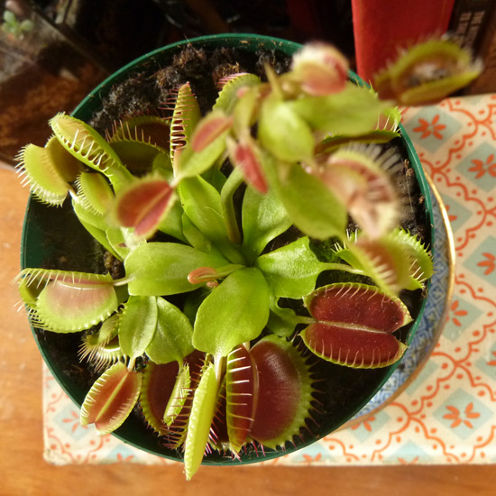 moments of happiness - my venus fly trap