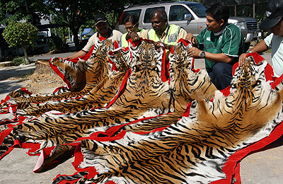 [Image: indian-tigers-dead-indian-tigers-bengal-tigers-pop.jpg]