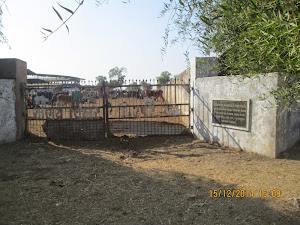 The "Cattle sanctuary"