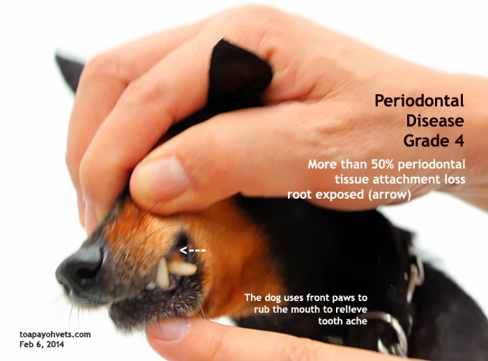 2010vets 1321. Periodontal Disease Grade 1 and 4 in 3 dogs