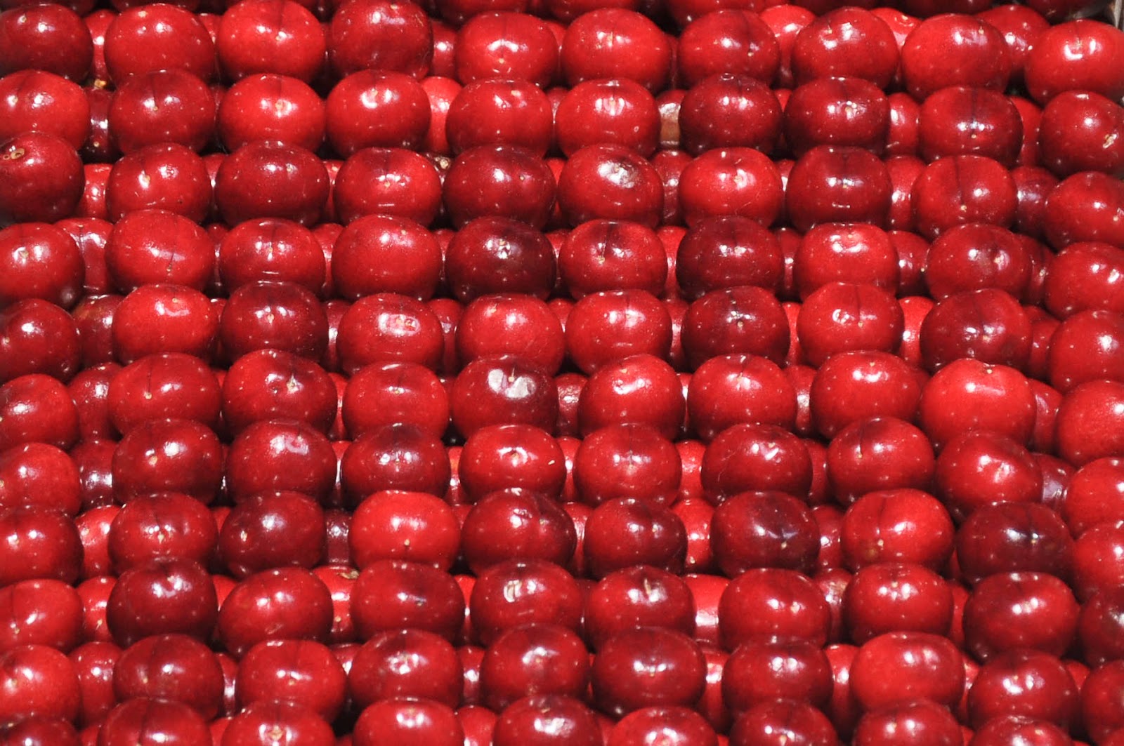 Crates of Premier Cherries, Cherry Show Market, Marostica, Veneto, Italy