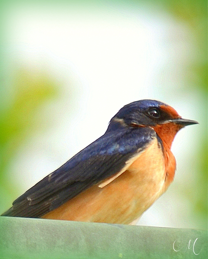 Carol Mattingly Photography Barn Swallow