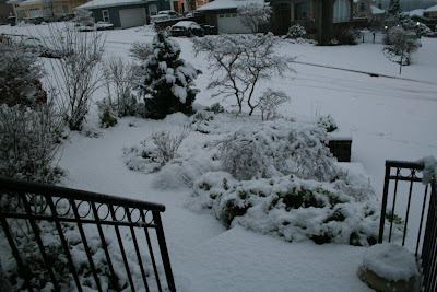 Front yard in snow
