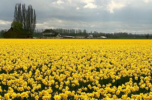 Host Of Daffodils