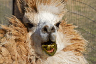 made alpaca spitting