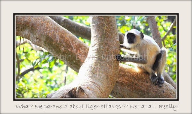 Langur Monkey on the watch, Ranthambore, Rajasthan, India