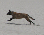 Pie- Belgian Malinois