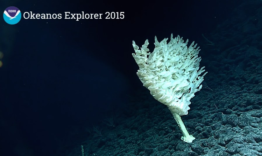 The Echinoblog DeepSea Glass Sponges of the Hawaiian Islands! Okeanos