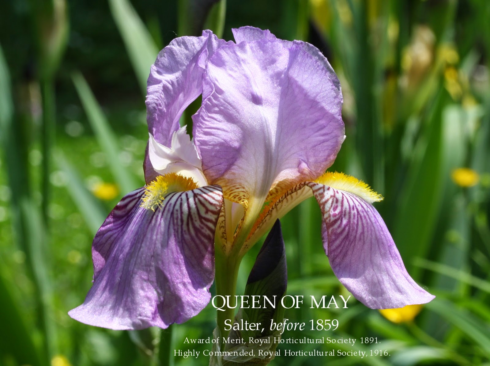 Historic Tall bearded Iris QUEEN OF MAY HERITAGE IRISES