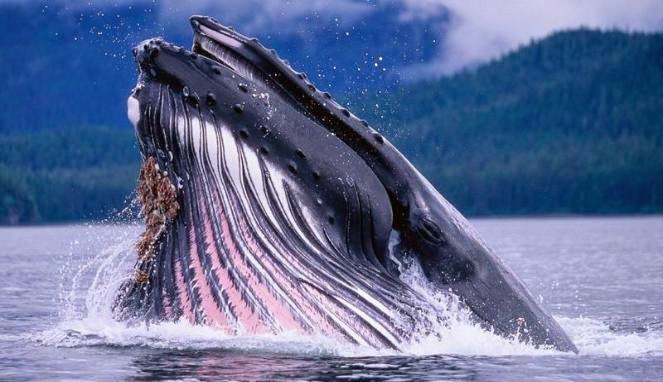 Ikan paus | Ikan paus | Ikan paus terbesar di dunia ...