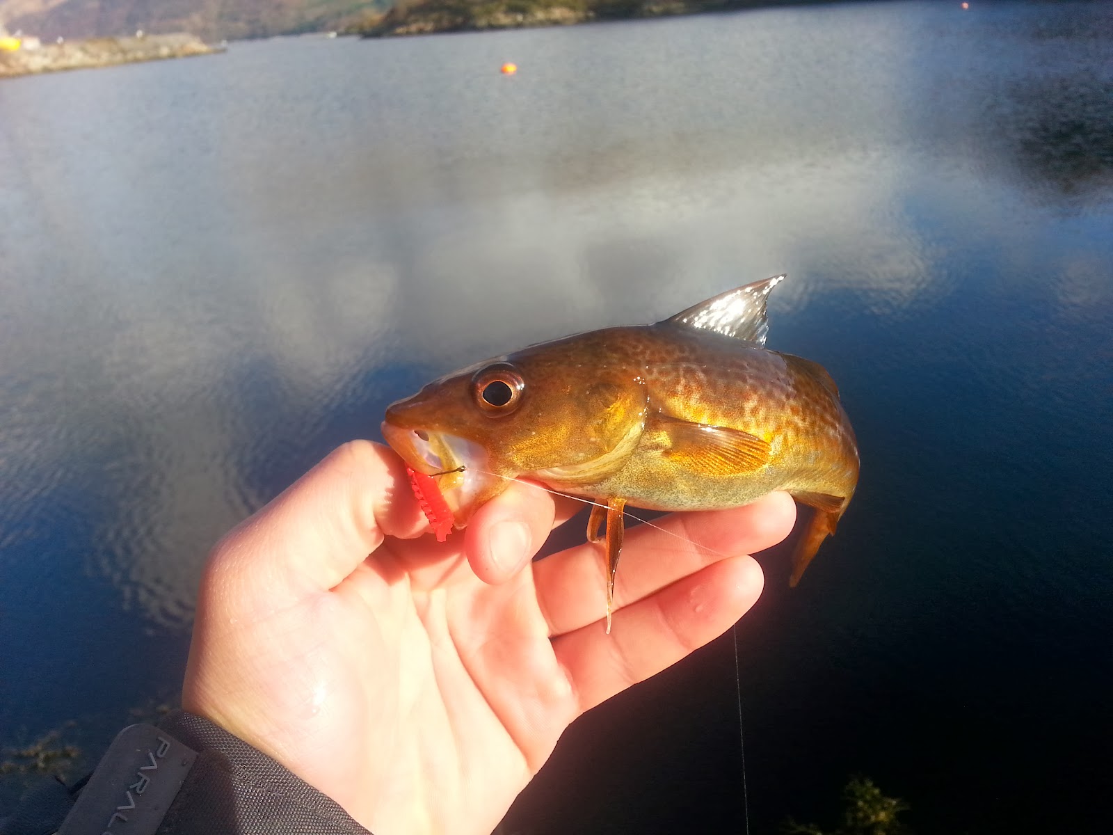 Luremaniac! Loch Etive LRF.