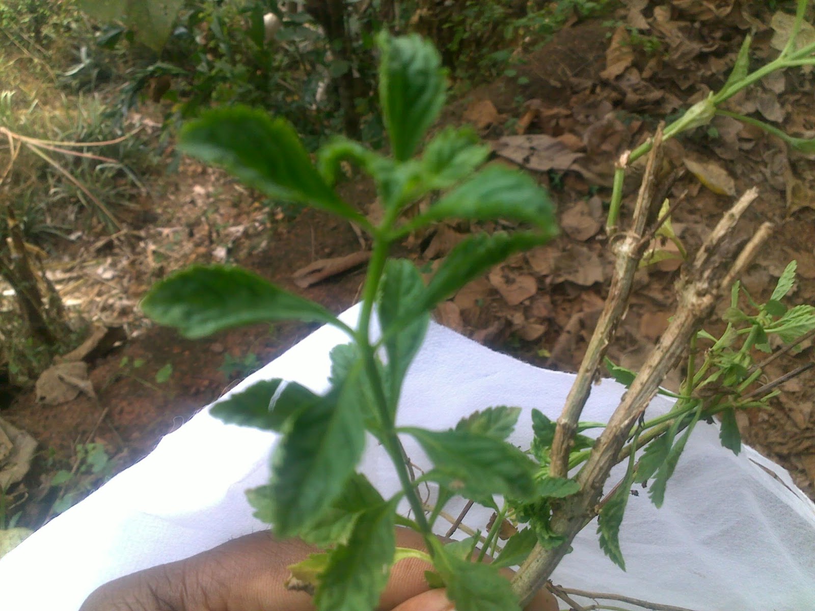 my picture collection Medicinal plants in kerala