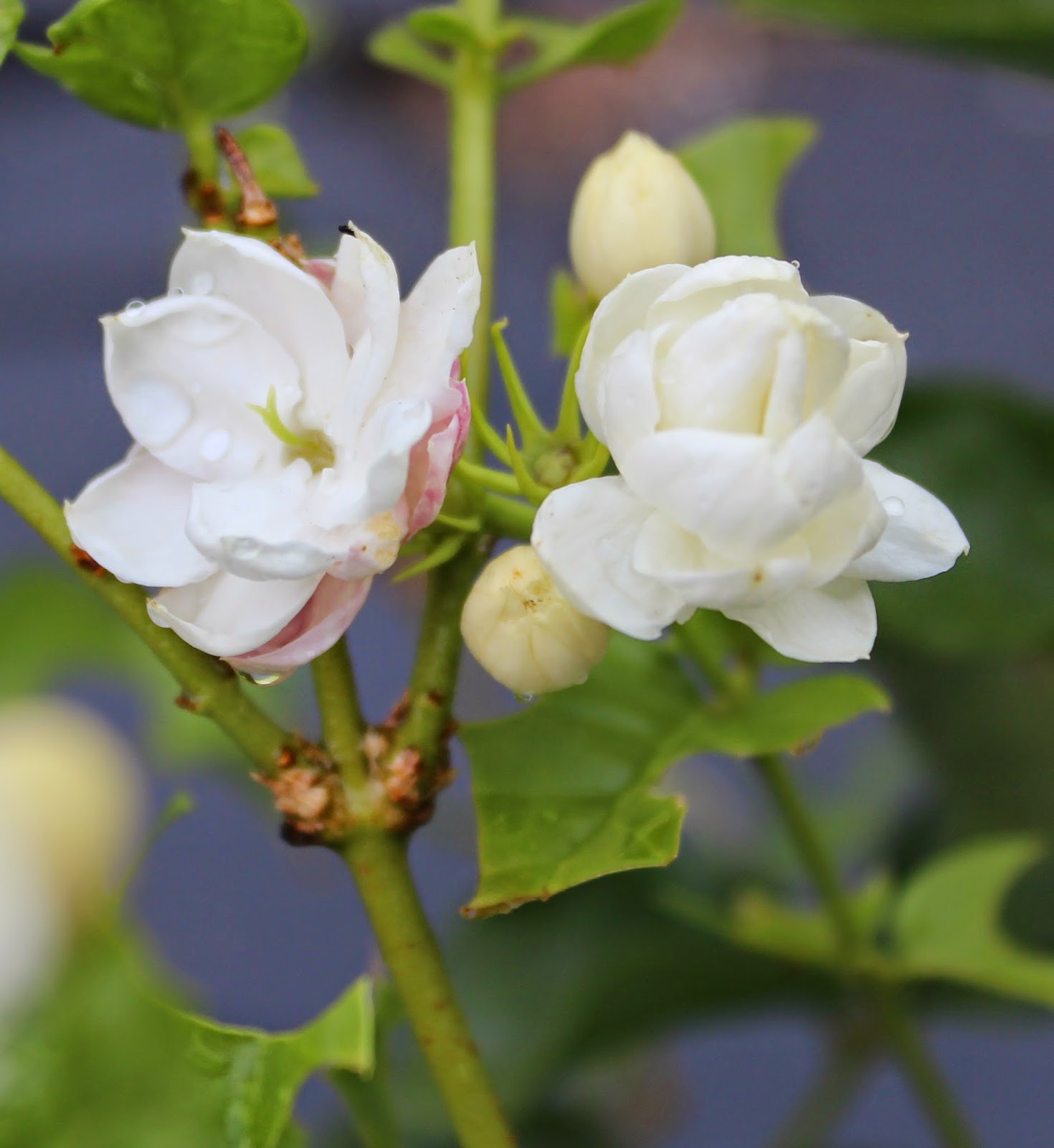 Florez Nursery Jasminum sambac 'Grand Duke of Tuscany'
