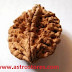 Astrological Two mukhi rudraksha Uses Shopping