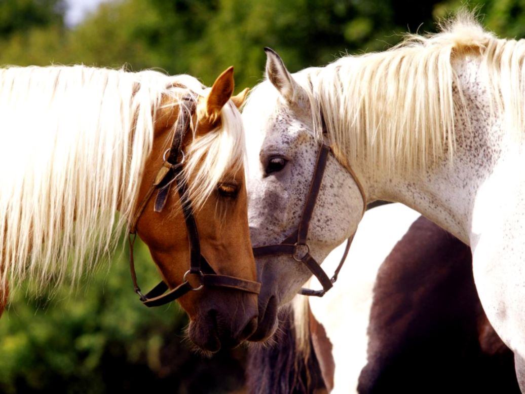 download 1152x864 horse showing love horse wallpaper