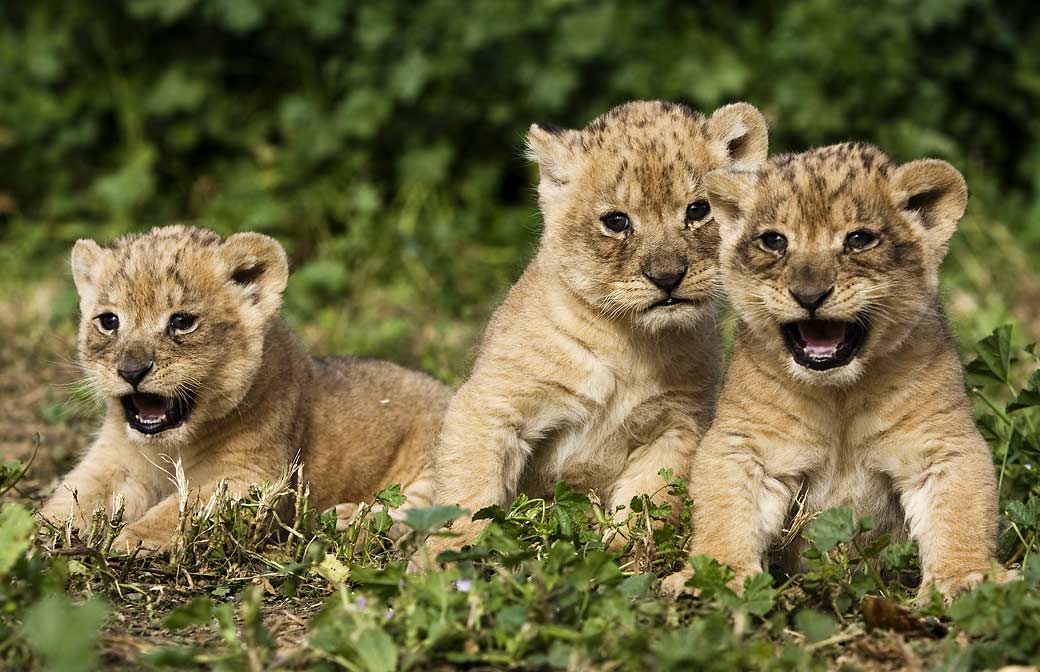 funny animals zone cute baby lions new pictures