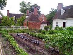 green herbs growing in brown earth next to a white house