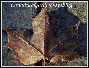 Amazing Frozen Maple Leaf