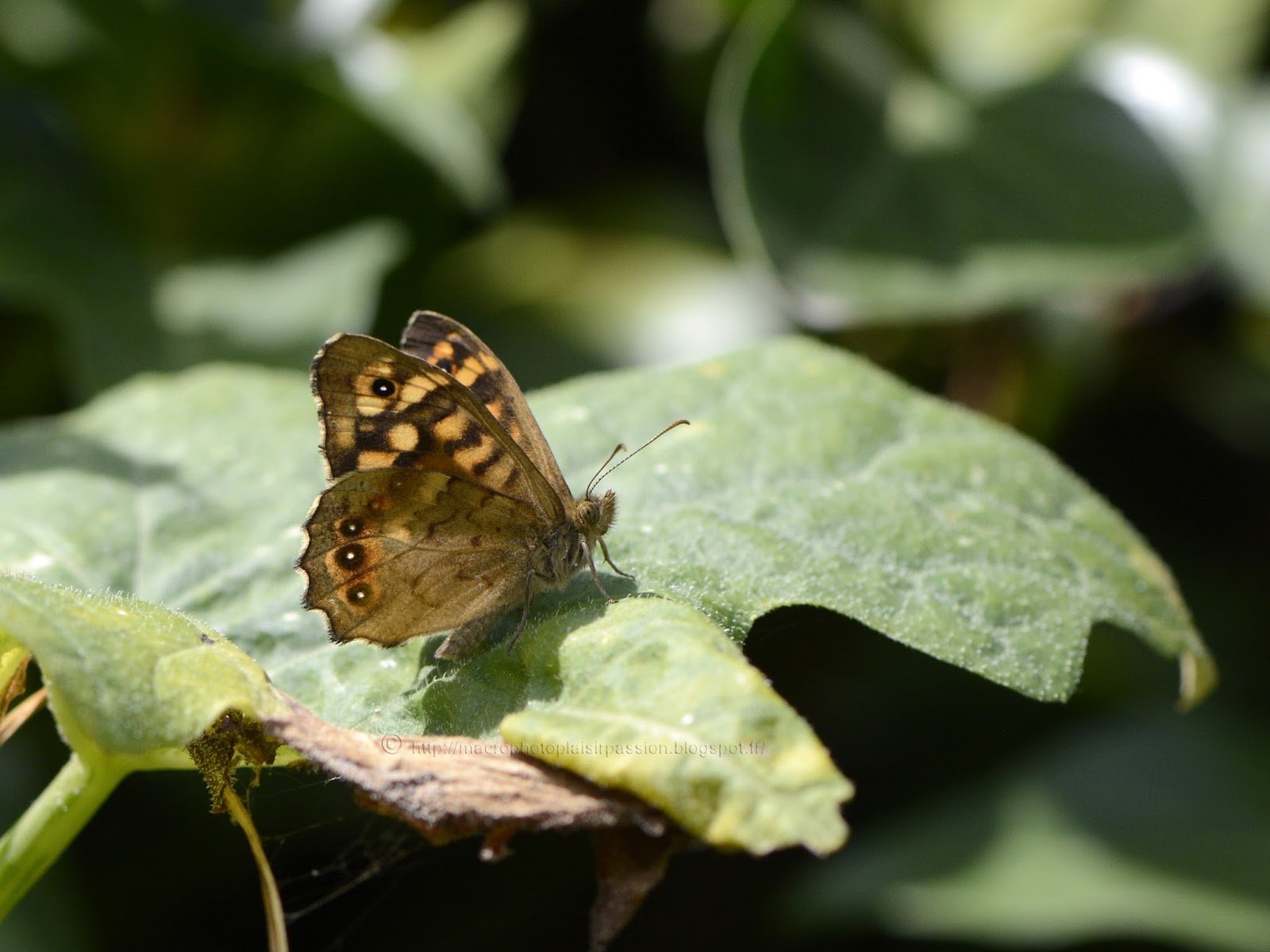 Macrophoto plaisir passion La Bryone dioïque, Bryonia dioica