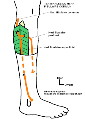 anatomie  de :Nerf sciatique, nerf fibulaire commun et nerf tibial  Nerf+fibulaire+commun