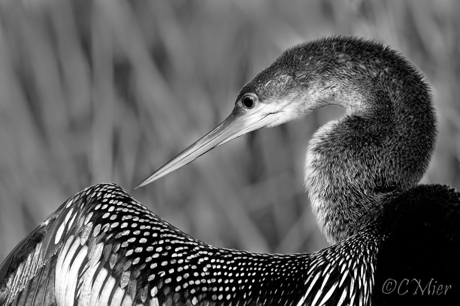Florida Photography from a Canoe: Birds in Black and White