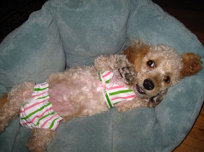 Funny Cats And Dogs Wearing Bikinis Images/Photos 2012 Funny Animals