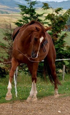My Beautiful Horse