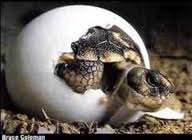 Los huevos de tortuga