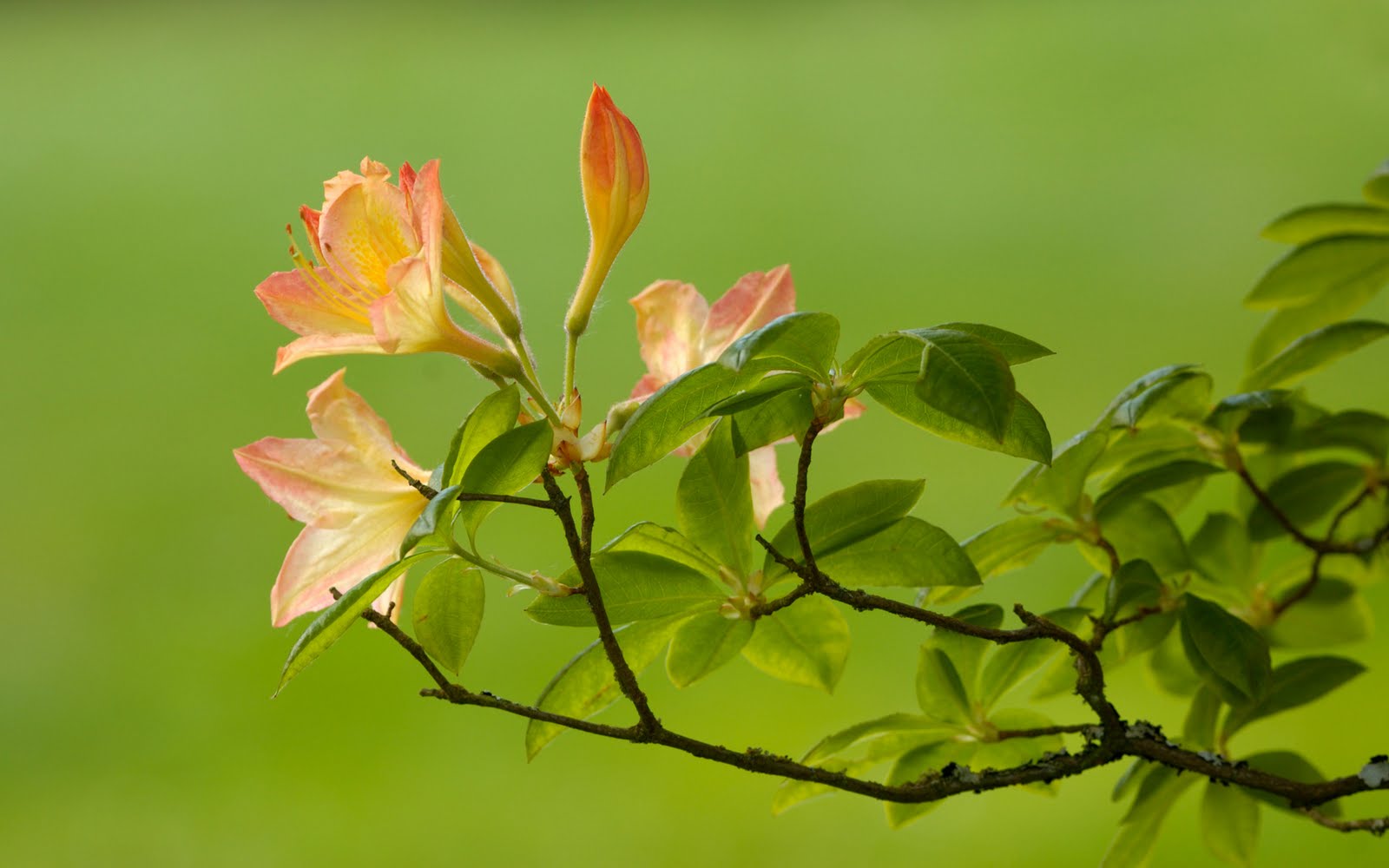 http://3.bp.blogspot.com/-QYxWf8VDzuQ/Tgl0NZ1FOrI/AAAAAAAAAD4/7ojDpndbN-Y/s1600/acer+laptop+wallpaper+%252828%2529.jpg