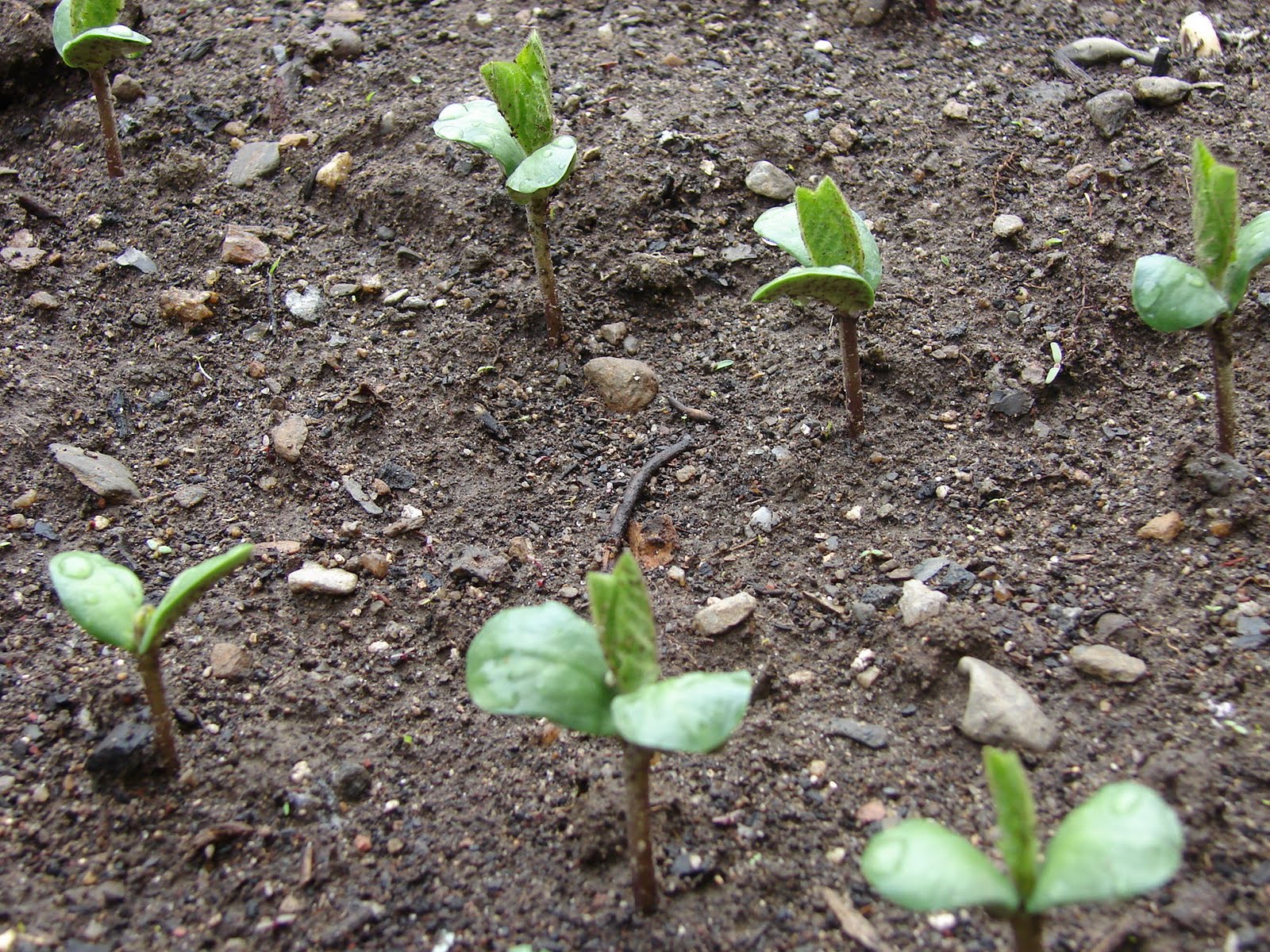 The Metro Gardener The Urban Bean Patch