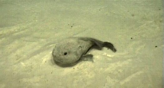 Baby Blobfish