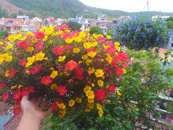 [Image: ngoi-nha-no-hoa-muoi-gio-dep-9.jpg]