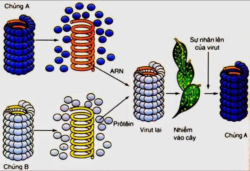 Kết quả hình ảnh cho cấu trúc của virut