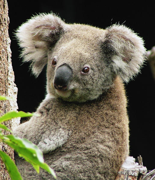 Amazing Koala Endangered Species, Koalas Facts, Photos, Information, Habitats, News Most