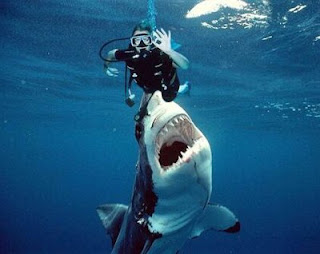 Mergulho com tubarão