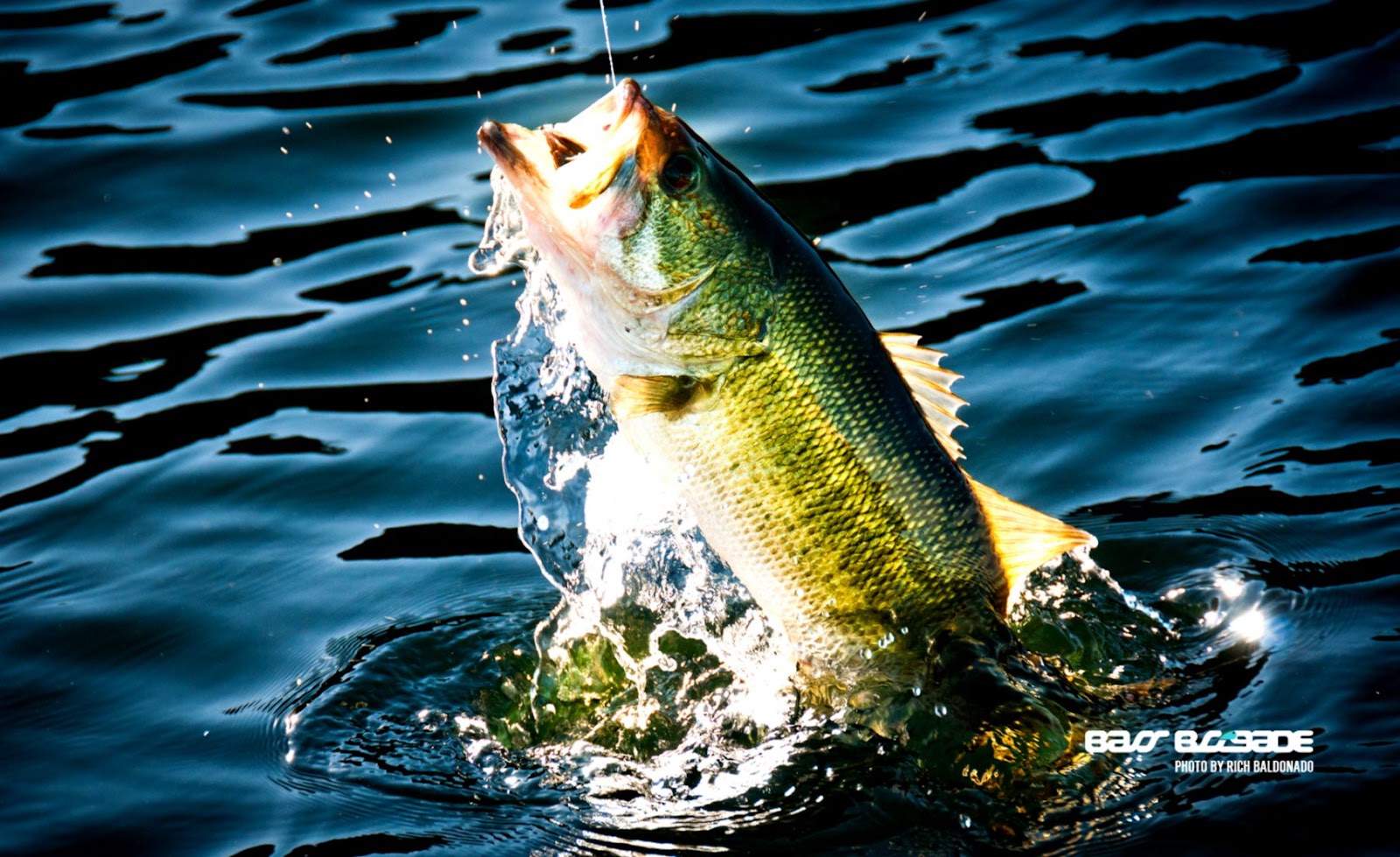 Jumping Bass Fishing Wallpaper Jumping Bass Fishing Wallpaper