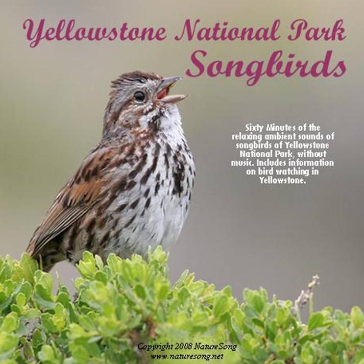 BEST BIRD SONG CD's Bird Song CD'sYELLOWSTONE SONGBIRDSSong Sparrow