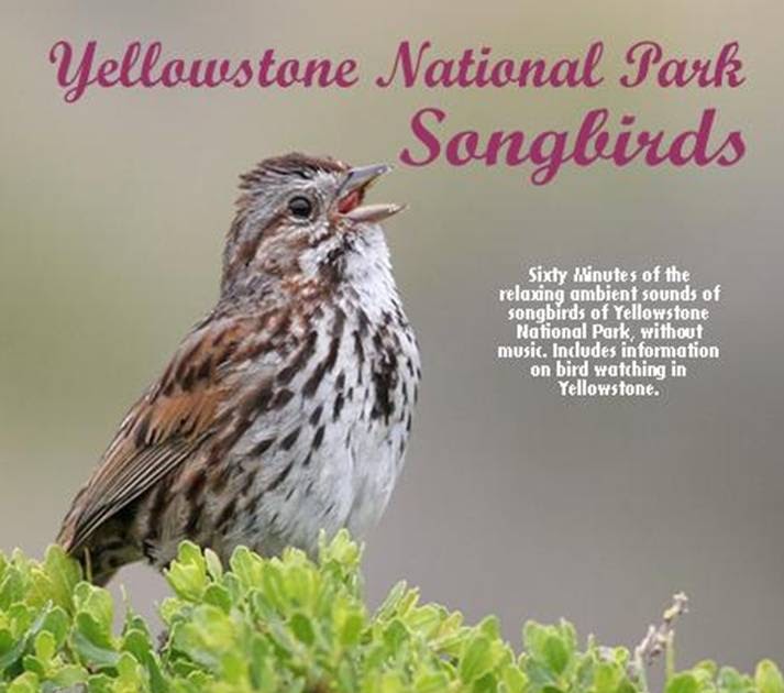 BEST BIRD SONG CD's Bird Song CD'sYELLOWSTONE SONGBIRDSSong Sparrow