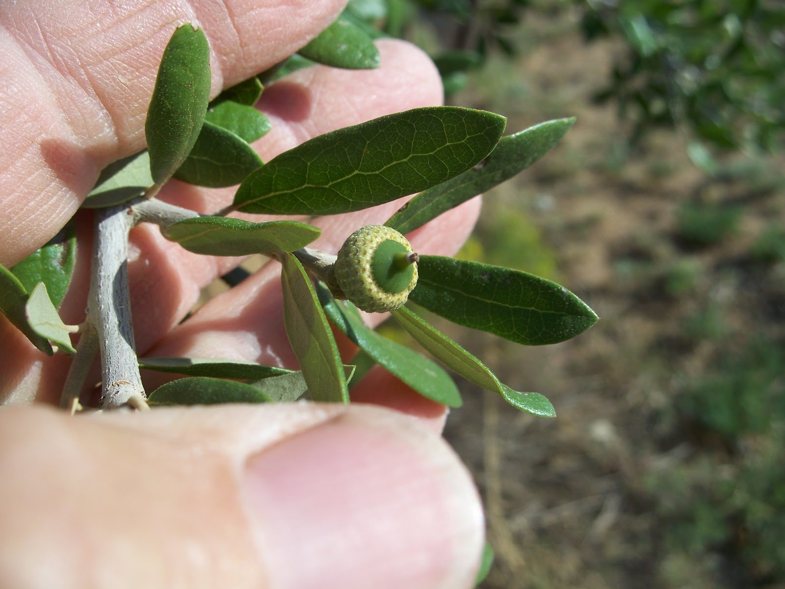 September Tree of the Month New Mexico Live Oak