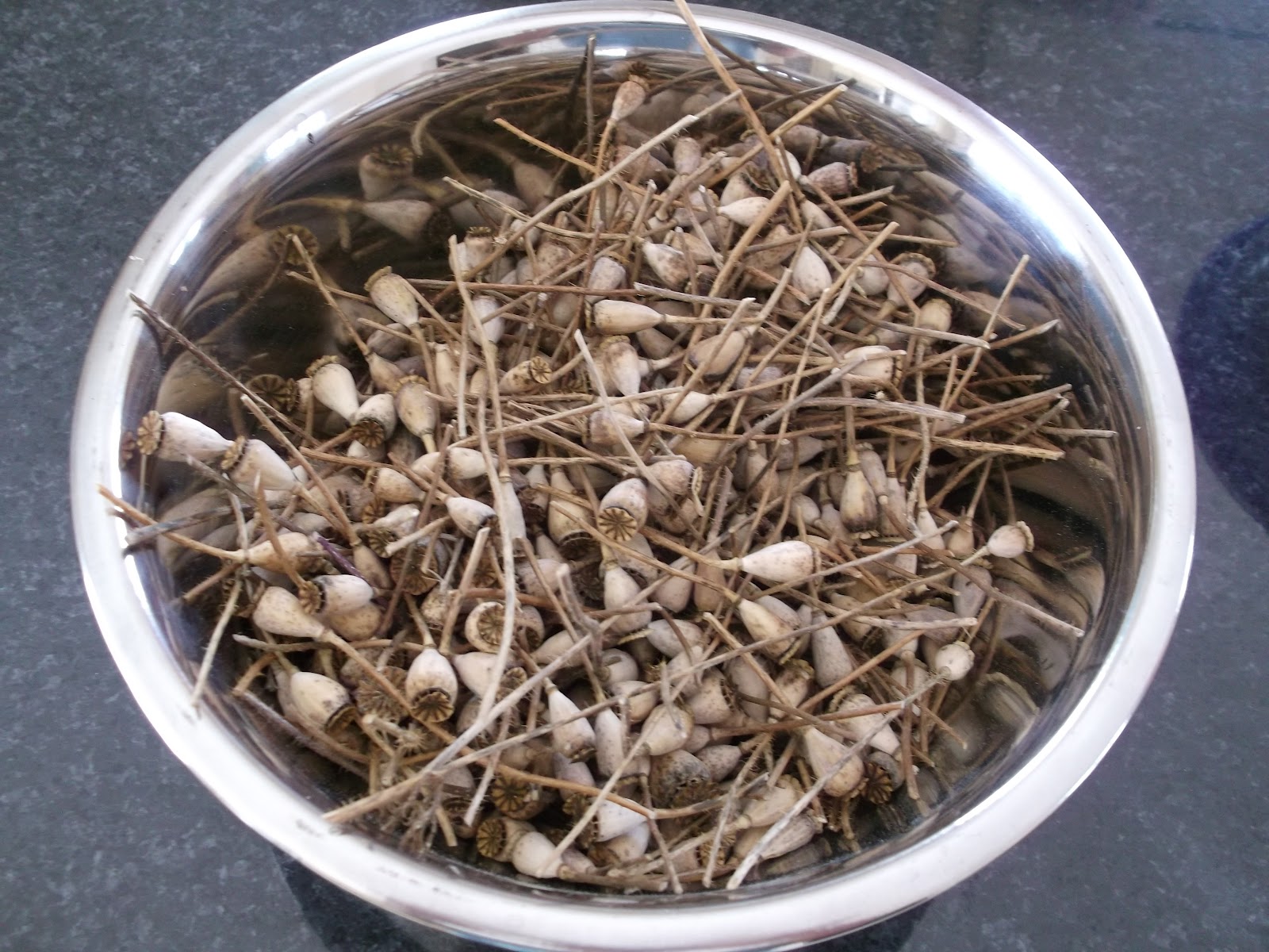 The Cyprus Garden Blog Collecting poppy seeds