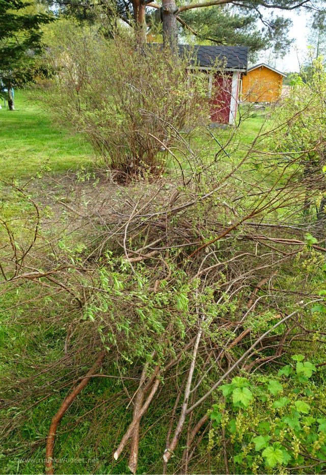Result of trimming the bush Urakan lopputulos: valtava risukasa