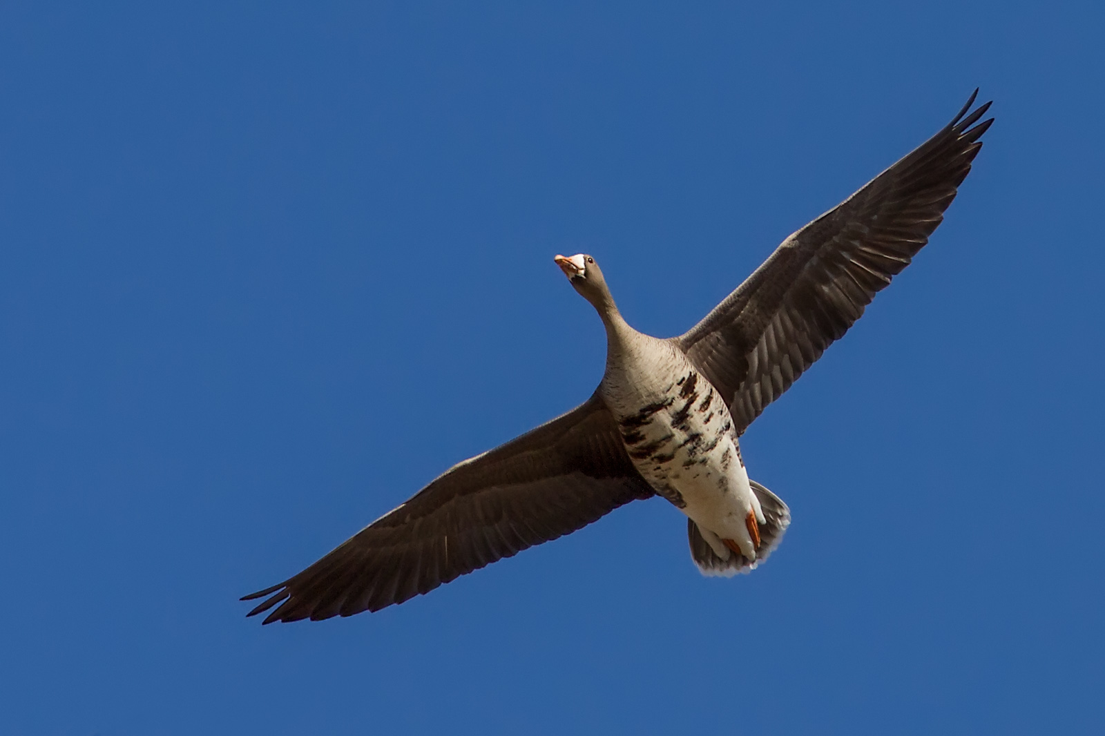 Fur & Feathers 500 a Canada Big Year for Birds and Mammals A fowl
