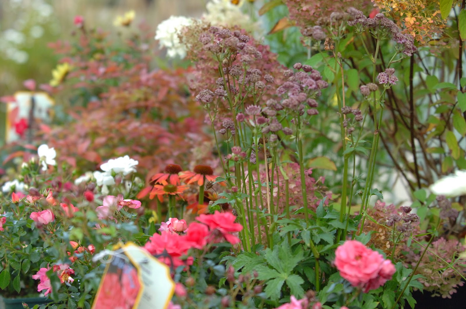 Roses Du Jardin Cheneland Hydrangea Macrophylla Magical Jade