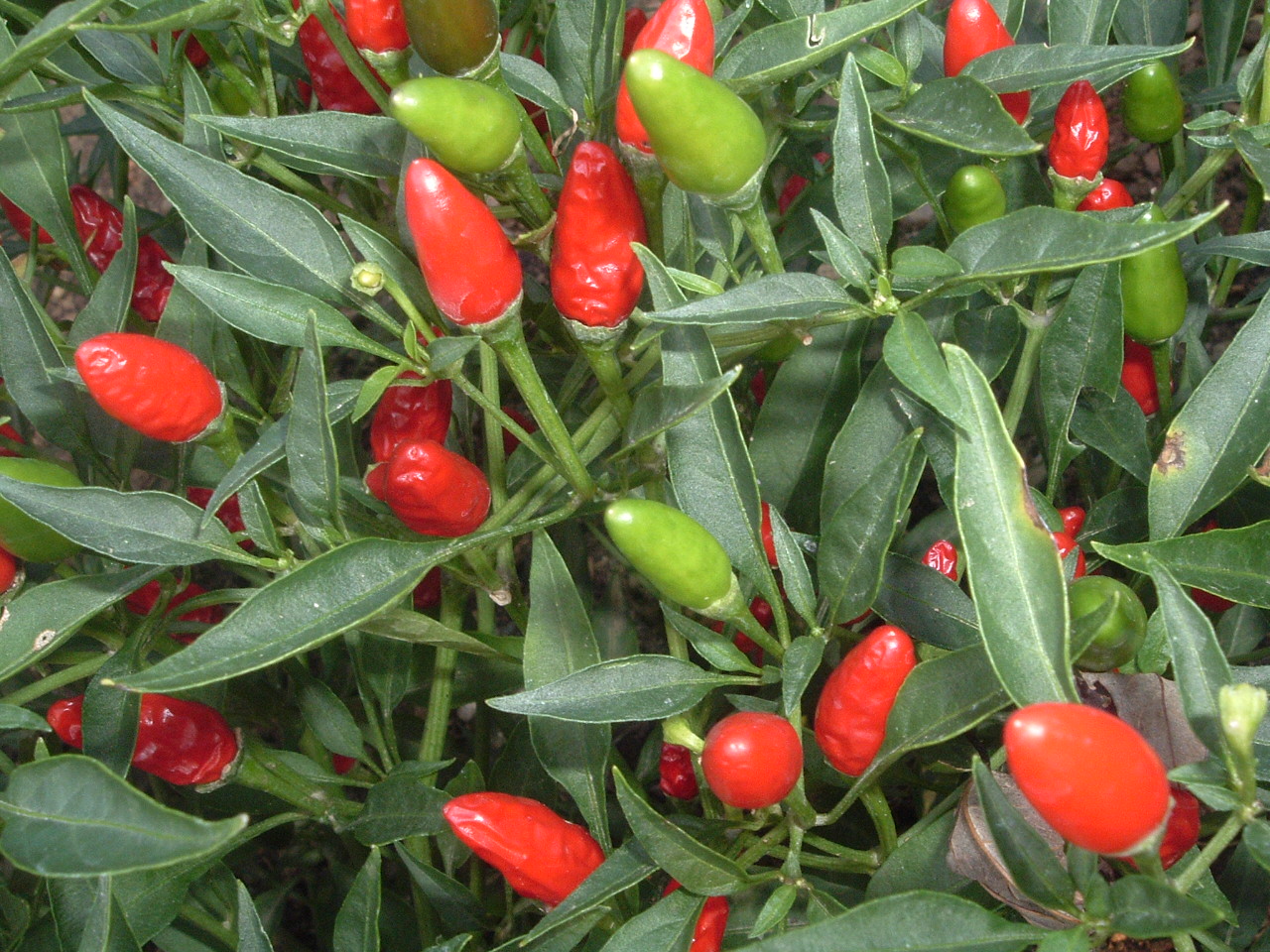 Budidaya tanaman cabe rawit pdf