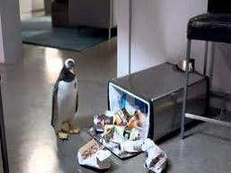 Mr.Popper's Penguins Movie wallpapers photos images