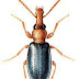 Salpingidae