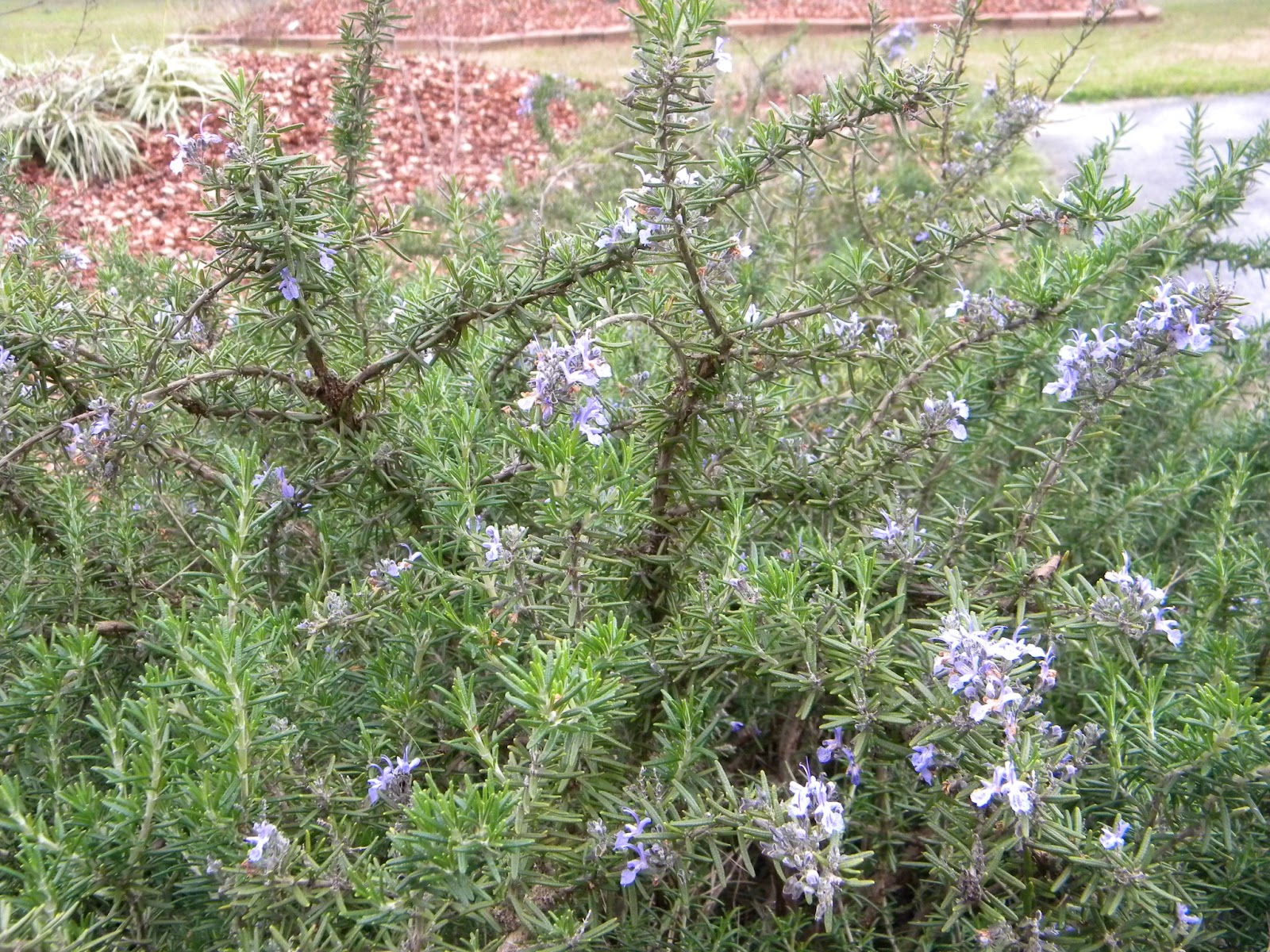 Walk2Write in Florida Herb of Remembrance Rosemary in the Garden and