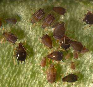 Kutu daun (Aphis cracivora Koch) Kutu daun (Aphis cracivora Koch)